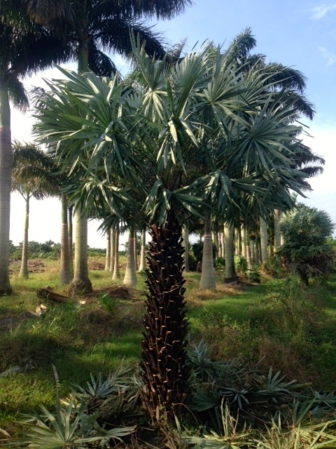 Copernicia Alba Palm - Pahokee Palms Wholesale Growers