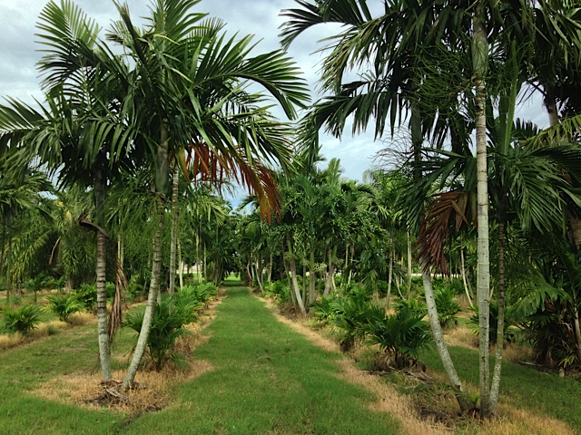 field-grown palms-Pahokee Palms Wholesale Growers