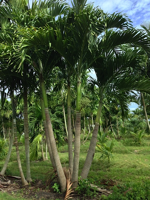 Adonidia Palm - Pahokee Palms Wholesale Growers