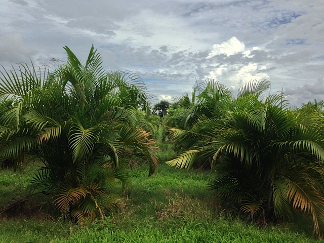 Areca Palm - Pahokee Palms Wholesale Growers