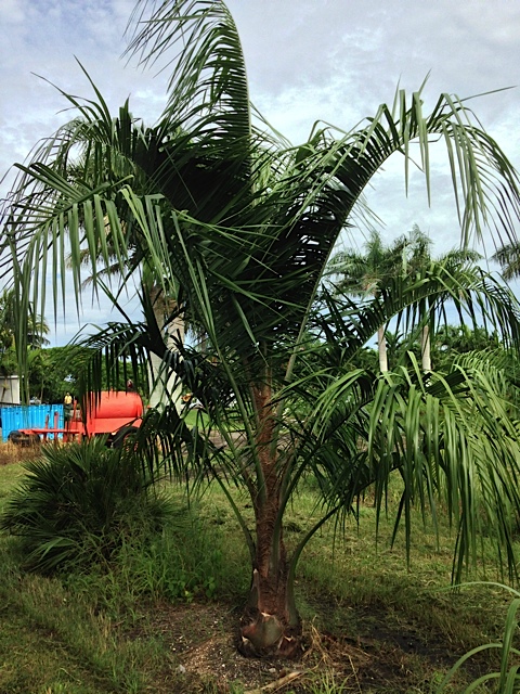 Mule Palm - Pahokee Palms Wholesale Growers