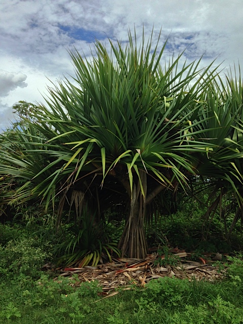 Pandanus Palm - Pahokee Palms Wholesale Growers