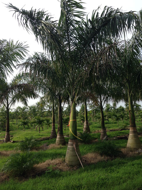 Royal Palm - Pahokee Palms Wholesale Growers