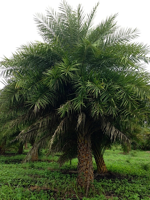 Sylvester Palm - Pahokee Palms Wholesale Growers