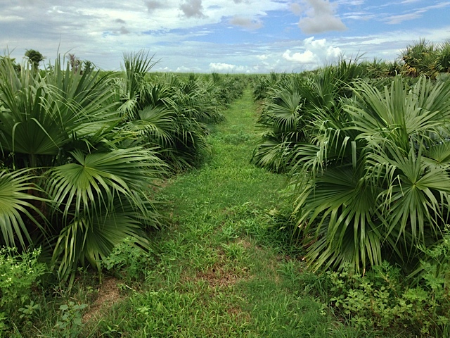 Chinese Fan Palm - Pahokee Palms Wholesale Growers