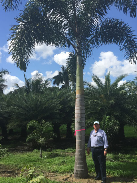 Foxtail Palm - Pahokee Palms Wholesale Growers